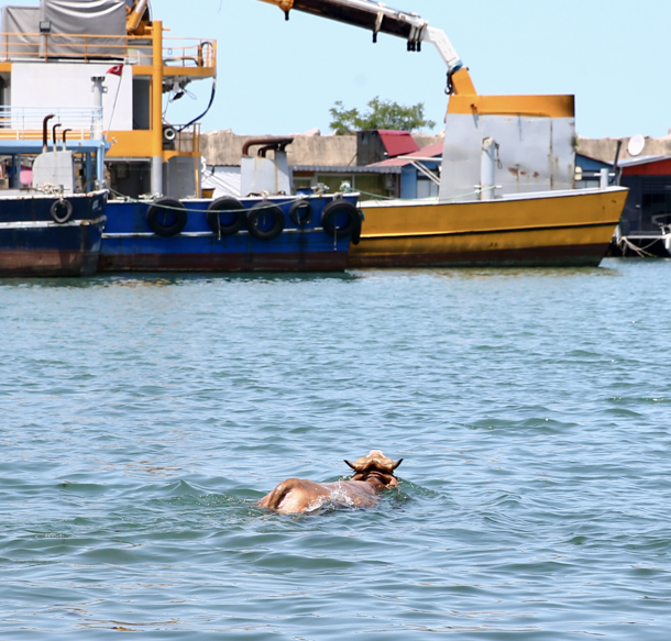 Karadeniz'de kıyıya doğru yanaşırken parlayan hayvanı gören vatandaşlar şaştı kaldı! Kendi imkanlarıyla kıyıya çıktı - Resim: 4