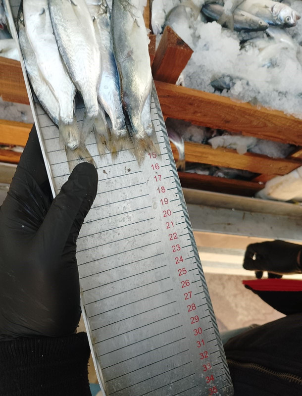 Düzce'de balıkçılara sıkı denetim! Boy sınırının altında kalanlara ceza kesildi - Resim: 3