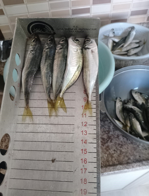 Düzce'de balıkçılara sıkı denetim! Boy sınırının altında kalanlara ceza kesildi - Resim: 2