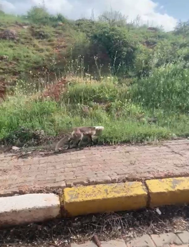 Sivas'ta hayvan çaresizce çırpınıyordu. Vatandaşlar yardımına koştu - Resim: 3