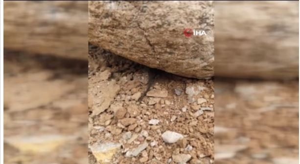 Tunceli'de doğada 10 yıl önce 1 tanesi görülen bir hayvan ilgili şaşırtan gelişme resmen hayrete düşürdü! 10 yıl sonra aynı bölgeye gidince gördüler - Resim: 4
