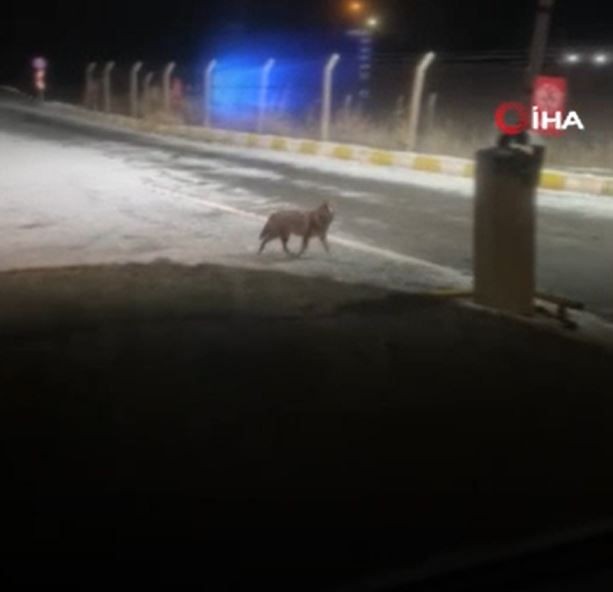 Muş'ta karla kaplanan yaşam alanında aradığını bulamadı. Şehir merkezine inen vahşi hayvan, havalimanı kapısı girişinde kameraya yakalandı - Resim: 3