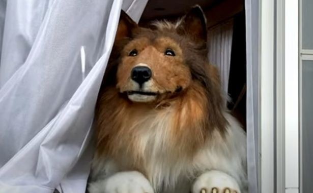 Kulaklarını kestirip köpeğe dönüştü... Sadece tek bir aktivitesini köpek olarak değil insan olarak yapıyor - Resim: 4