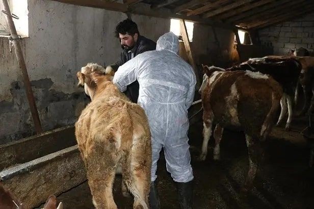 Çanakkale'de hayvancılara kırmızı alarm! Yetkililer acilen harekete geçti, giriş çıkışlar durduruldu. Hayvan pazarı 3 hafta kapatıldı - Resim: 6