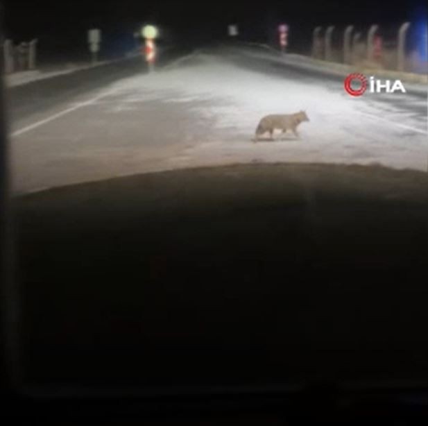 Muş'ta karla kaplanan yaşam alanında aradığını bulamadı. Şehir merkezine inen vahşi hayvan, havalimanı kapısı girişinde kameraya yakalandı - Resim: 2