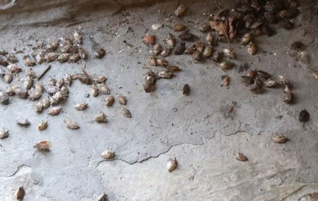 Samsun'da 300.000 tanesi bir anda çoğalmaya başlamıştı.... 300.000 tane hayvanı ortadan teker teker kaldırmak adına büyük bir adım - Resim: 4