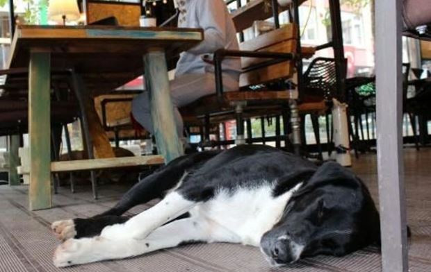 Restoran ve kafelerde yeni dönem! Taslak hazırlandı! O uygulama tüm restoranlarda zorunlu olacak - Resim : 1