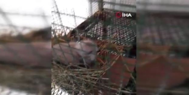 Malatya'da doğada taş ocağında patlatma için 1 dakika kala iş makinesi operatörü bir anda o detayı fark etti. Acilen patlama hazırlıkları durduruldu - Resim: 4