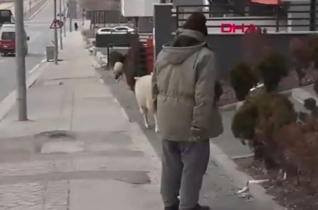 Eskişehir'de 3 aylıkken aldığı koyunun yaptığı hareketi görünce konu komşu resmen hayrete düştü! 4 yıl detayı duyanları daha da şaşırttı - Resim: 4