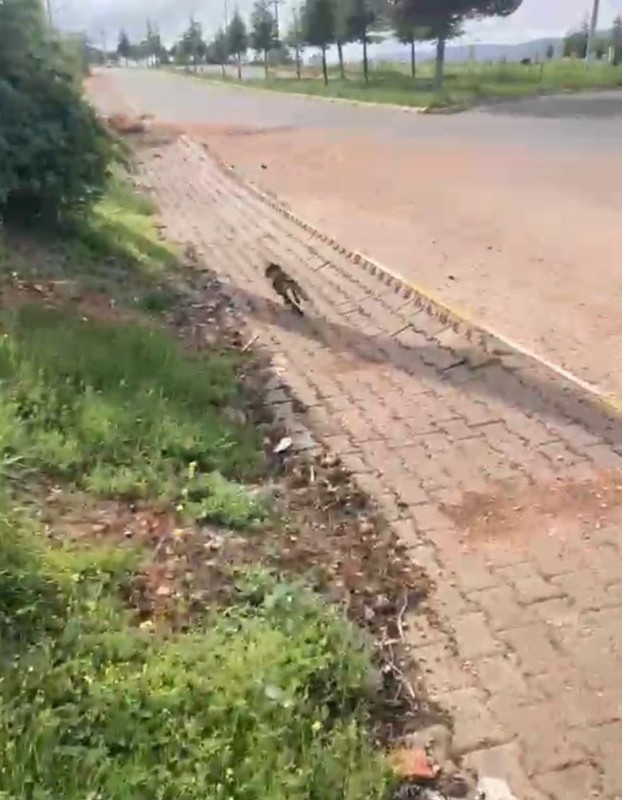 Sivas'ta hayvan çaresizce çırpınıyordu. Vatandaşlar yardımına koştu - Resim: 1