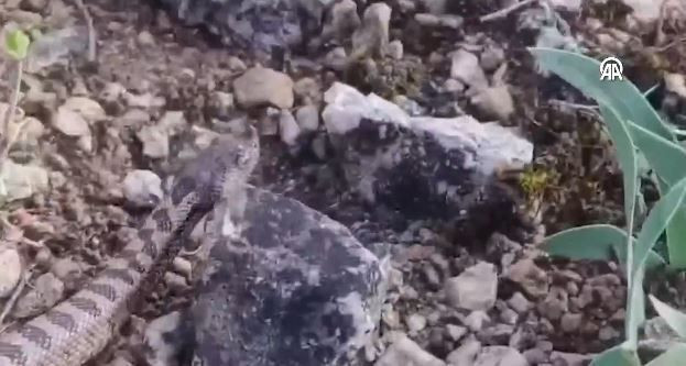 Karabük'te doğa yürüyüşüne çıkan adam, çalılıkların arasında 1 tanesini fark etti. 1 tanesini görünce resmen elleri titredi hemen görüntüsünü çekti - Resim: 4