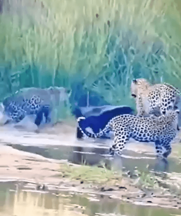 Dünyanın en korkusuz hayvanı...3 büyük ölümcül yırtıcıya tek başına kafa tuttu. Görünce 'helal' diyeceksiniz - Resim : 2