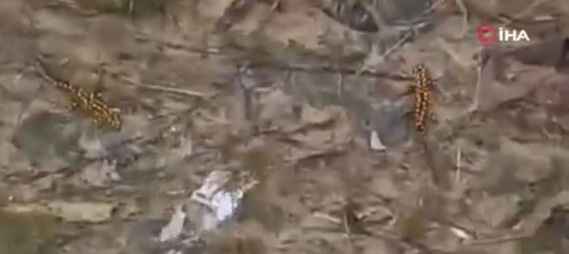 Bitlis'te doğada insandan kaçan ve görülmeyen hayvan 1,2,3,4,5 tane sürüyle ortaya çıktı. 5 tanesini birden gören vatandaşlar dondu kaldı - Resim: 3