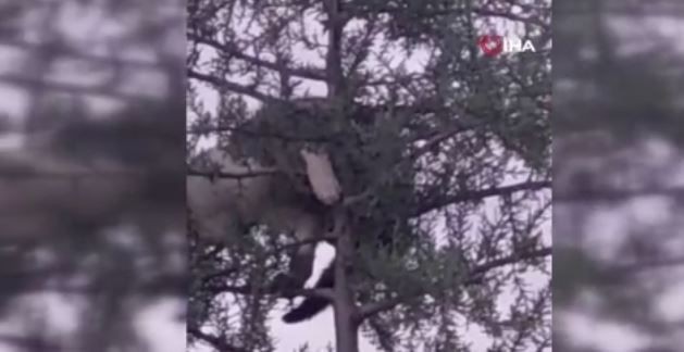 Elazığ'da avlanmak için ağaca tırmanan 1 tane hayvan, ağaçta gördüğü korkunç manzara ile sarsıldı. Neye uğradığını şaşırdı - Resim: 1
