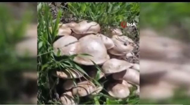 Tunceli'de Munzur Dağı'nda doğa gezisine çıkan vatandaş, tam 62 tanesini bir arada görünce gözlerine inanamadı - Resim: 3
