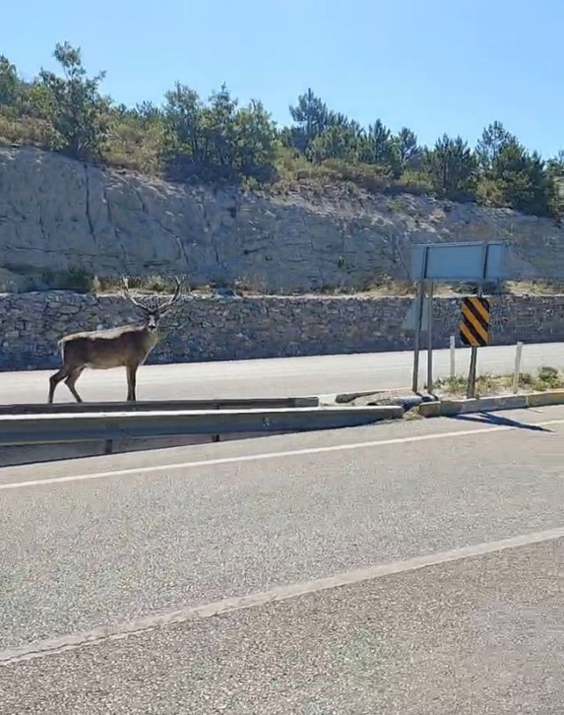 Ankara kara yolunda geyik şaşkınlığı: Sürücüler gözlerine inanamadı - Resim: 1