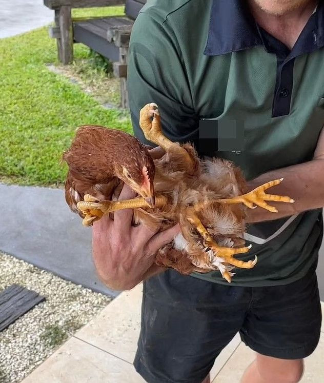 Kümesteki o tavuğu görenler bir daha dönüp baktı... Göz yanılması sanılan şeyin gerçek olduğunu görenler şaşkına döndü - Resim: 5