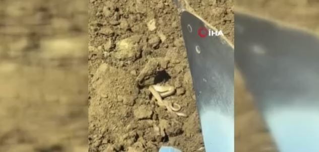 Elazığ'da traktörüyle birlikte tarla süren vatandaşın 10 dönümlük tarlasında bir anda karşısına çıktı. Boyu 2 metreye kadar vardı - Resim: 1