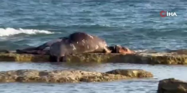 Akdeniz'de denizin ortasındaki kayalıkların üzerindeki manzarayı gören vatandaşlar dehşete düştü. 1 tanesi orada duruyordu - Resim: 3