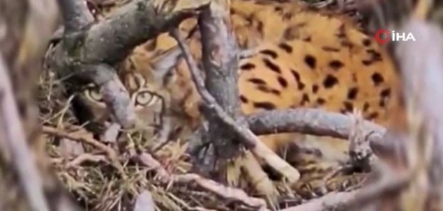 Bolu'da doğada devriye gezen ekipler çalılıkların arasındaki detayı fark etti! Önce 1 sonra 2 sonra da 3 tanesi oradaydı kendini müthiş gizledi - Resim: 3