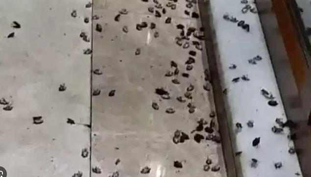 Samsun'da 300.000 tanesi bir anda çoğalmaya başlamıştı.... 300.000 tane hayvanı ortadan teker teker kaldırmak adına büyük bir adım - Resim: 5