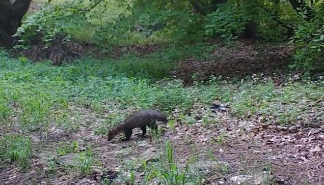 Ormanların renkli sesi Uludağ'da görüntülendi. Çok fazla görülmüyordu - Resim: 4