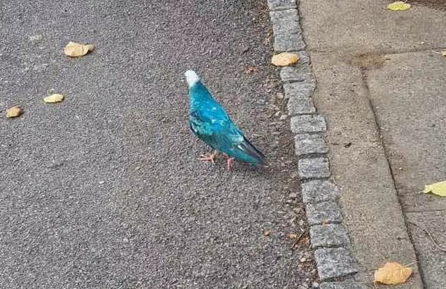 Mahallede bir evin penceresinde tek 1 tanesi kondu... Normalde beyaz olan güvercinin rengini görünce inanamadı. Hemen fotoğrafını çekti - Resim: 4