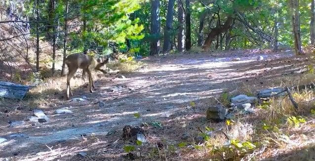 Balıkesir Kazdağları’nda ormanlık alanda belirdi, zarifliğiyle dikkat çekti - Resim: 1