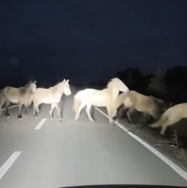 Kütahya'da sabah işe giden bir vatandaşı önüne sürü halinde çıktılar... 1 tane 2 tane değildi. Hayvanların sayısını sayamadı bile - Resim: 4