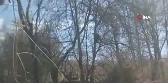 Tokat'ta 100'lerce koyununu otlatan çoban, doğada ormanın içerisine girince ağacın üzerindeki manzarayı görmesiyle resmen olduğu yerde kalakaldı - Resim: 4