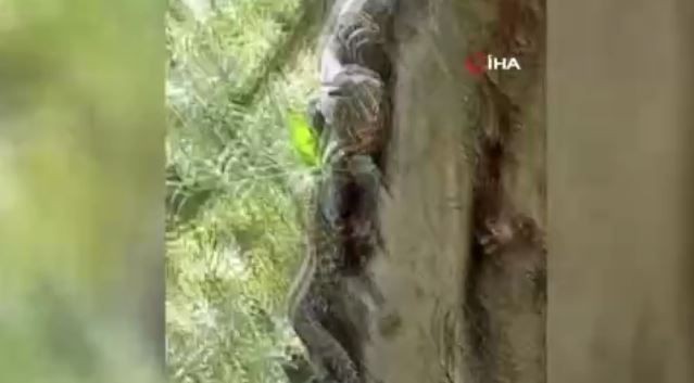 Bursa'da zeytin ağacının üzerinde bir anda belirdi... 2,5 metre boyundaydı, onu gören vatandaşlar geri geri kaçmak zorunda kaldı - Resim: 3