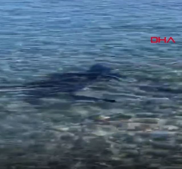 Muğla'da Akdeniz açıklarından kıyılara kadar geldi. Görmesi çok zor o hayvanı görenler hemen kayda aldı - Resim: 3