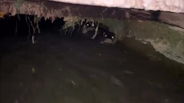 Bursa'da sulama kanalında 2 tanesiyle göz göze geldiler, o anları anında kayda aldılar - Resim: 2