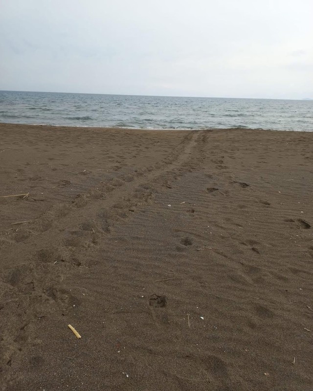Muğla'da çevrecilerin doğada gözü gibi koruduğu hayvanla ilgili müthiş gelişme! 1000'lercesi hep birlikte aynı hareketi yapmaya başladı - Resim: 1