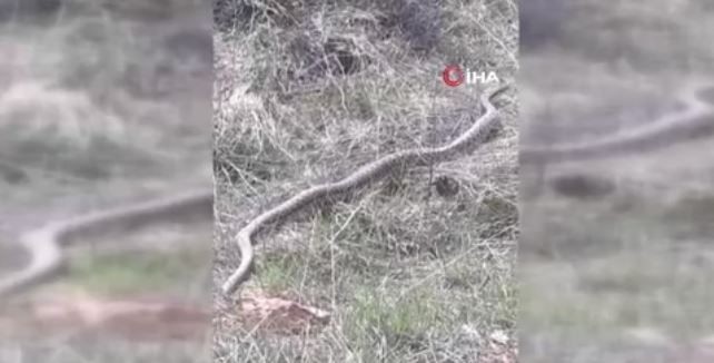 Erzurum'da doğada bir anda ortaya çıktı. Tam 3 metre boyundaydı. Doğada o yaratığı gören vatandaşlar anında bölgeden kaçtı - Resim: 4