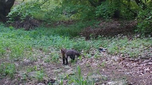 Ormanların renkli sesi Uludağ'da görüntülendi. Çok fazla görülmüyordu - Resim: 5