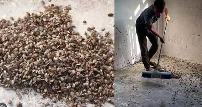 Trabzon'da bir anda 400.000 tane çoğalan hayvana karşı büyük hazırlık başladı... 400.000 tanesi bir anda her yere dağılabiliyordu - Resim: 6