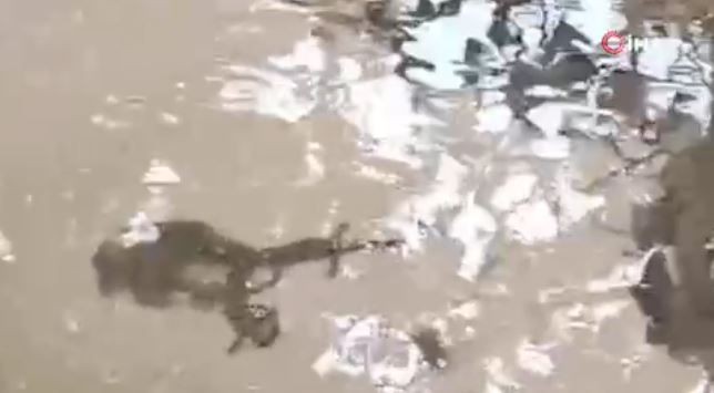 Bitlis'te doğada insandan kaçan ve görülmeyen hayvan 1,2,3,4,5 tane sürüyle ortaya çıktı. 5 tanesini birden gören vatandaşlar dondu kaldı - Resim: 1