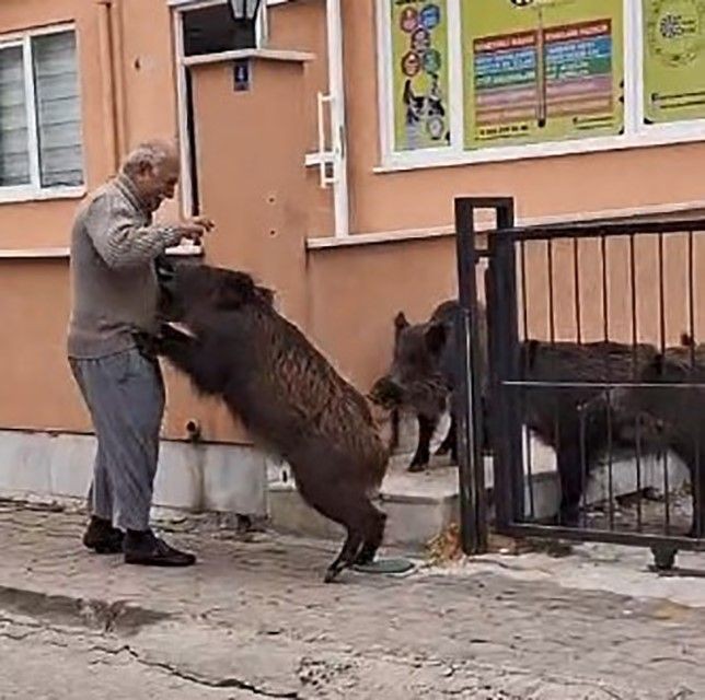 Muğla’da sürü halinde 1,2,3,4,5,6 tanesi teker teker giriş yapan korkunç hayvanı ekmek vererek uzaklaştırmak zorunda kaldı. Yakında her yerden çıkabilirler - Resim: 1