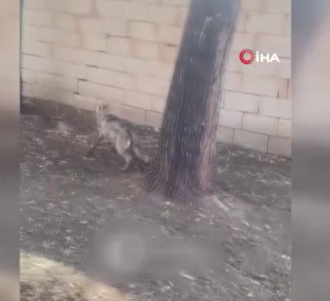 Van’da evin önüne zincirle bağlandı, görüntüler infial yarattı! Dakikalar içinde ekipler harekete geçti - Resim: 4