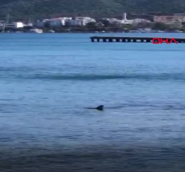 Muğla'da Akdeniz açıklarından kıyılara kadar geldi. Görmesi çok zor o hayvanı görenler hemen kayda aldı - Resim: 2