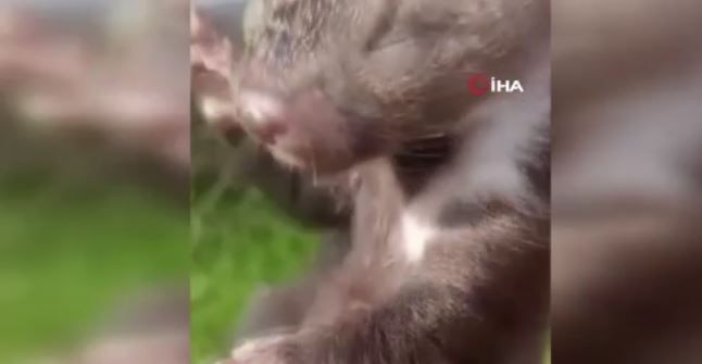 Sivas'ta tarlasının toprağını sürüp bitirmesine 3 metre kalan çiftçi bir anda çimenlerin arasında onu gördü. Acilen traktörün motorunu durdurup yanına yaklaştı - Resim: 4