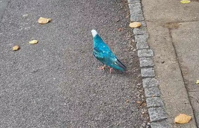 Mahallede bir evin penceresinde tek 1 tanesi kondu... Normalde beyaz olan güvercinin rengini görünce inanamadı. Hemen fotoğrafını çekti - Resim: 2