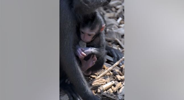 Hayvanat bahçesinden doğdu... Annesinin karnından bile çok özenle çıkarıldı... Bir özelliği nedeniyle özel ilgi görüyor - Resim : 2