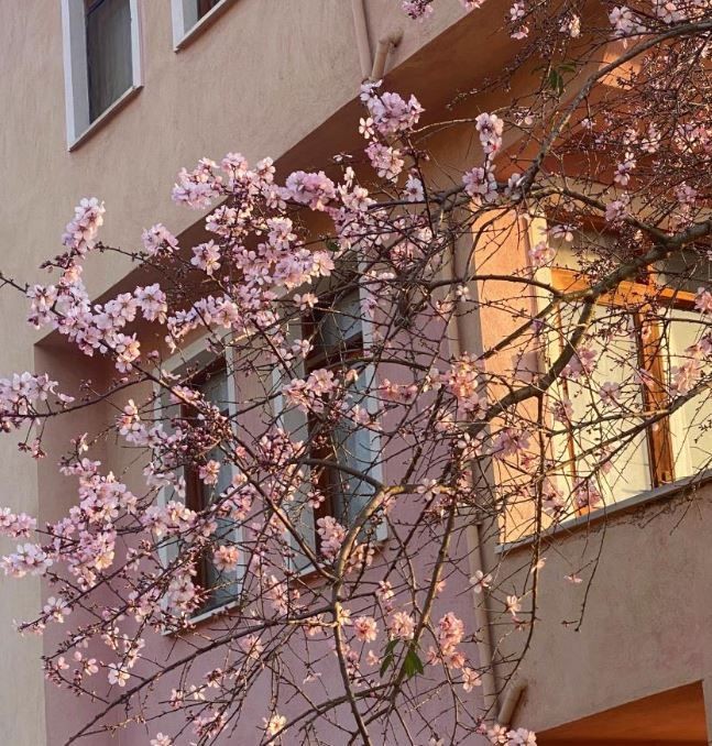 Ordu'da hava sıcaklığı 13 dereceye kadar fırlayınca erik ağacına bakan vatandaşlar ağacın üzerinde gördükleri manzara ile resmen dona kaldı - Resim: 2