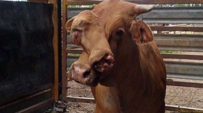 Çiftlik işçisi ahırın kapısını açıp içeri samanlıkların arasında onu gördü. 2 tane yüzü garip garip ters taraflara bakıyordu. Hemen çiftlik sahibi çağrıldı - Resim: 4