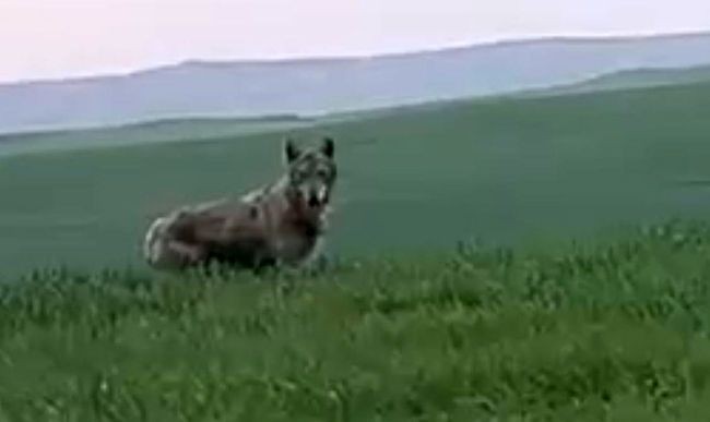 Batman'ın Beşiri Ovası'nda ender rastlanan bir hayvan ortaya çıktı. Büyüklüğünü görenler gözlerini 4 açtı - Resim: 2