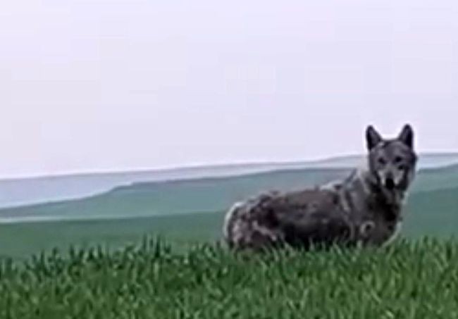Batman'ın Beşiri Ovası'nda ender rastlanan bir hayvan ortaya çıktı. Büyüklüğünü görenler gözlerini 4 açtı - Resim: 3