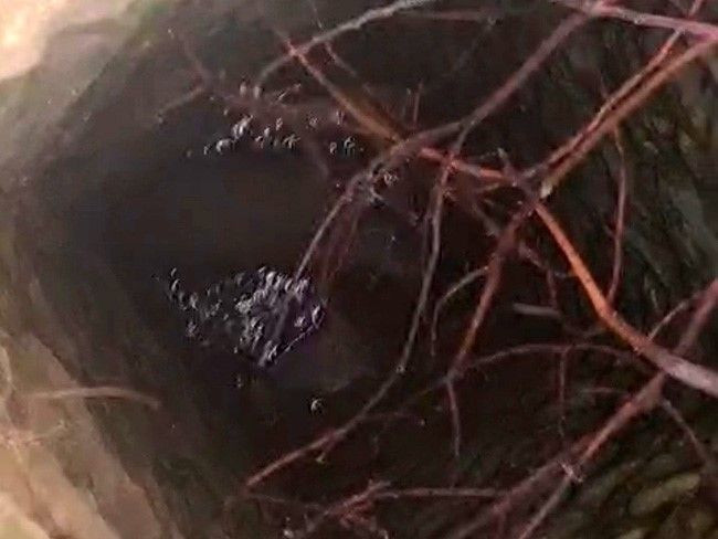 Siirt'te doğadaki kuyudan 2 günden bu yana acı acı bağırış sesleri geliyordu. 2 gün sonra kuyuya inen ekipler resmen gördüğü manzara ile halatlara sarıldı - Resim: 3