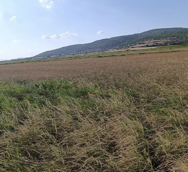 Balıkesir Gönen’de çeltik üreticileri isyanda! Suya erişemiyorlar - Resim: 3